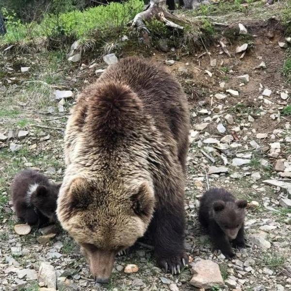 Sadyba U Vani Volovets Dış mekan fotoğraf